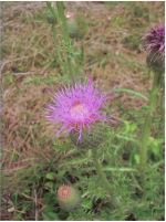 Pink Thistle Flower
